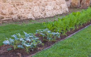 300 year old Aromatic Garden - Castello di Ugento - Salento, Puglia